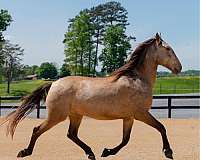 buckskin-athletic-dressage-horse