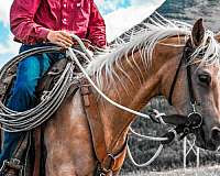 calf-roping-quarter-horse