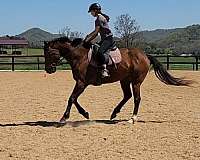 working-equitation-thoroughbred-pony