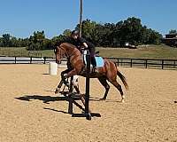 all-around-thoroughbred-pony