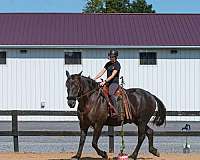 athletic-andalusian-horse