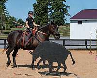 draft-andalusian-horse