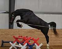 dressage-dutch-warmblood-horse