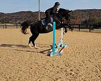 eventing-dutch-warmblood-horse