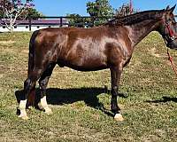 field-hunter-dutch-warmblood-horse