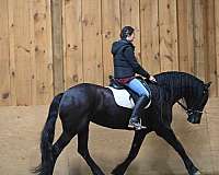 dressage-friesian-horse