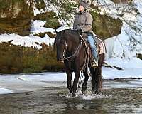 drill-team-friesian-horse