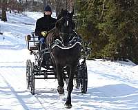 endurance-friesian-horse