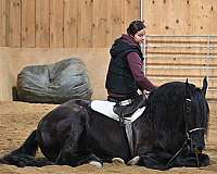 equitation-friesian-horse