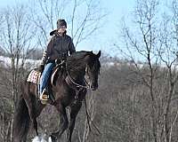 eventing-friesian-horse