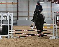 field-hunter-friesian-horse