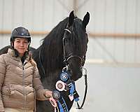 hunt-seat-equitation-friesian-horse