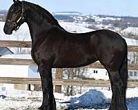 hunter-friesian-horse