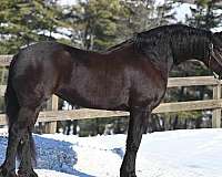 jumper-friesian-horse