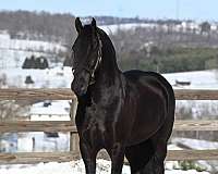 jumping-friesian-horse