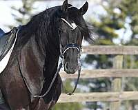 hunter-jumper-friesian-horse