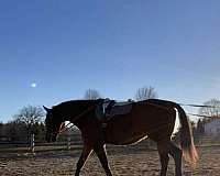 athletic-oldenburg-horse
