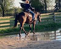 available-oldenburg-horse