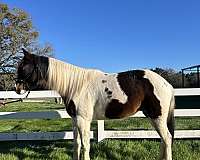 tennessee-walking-horse