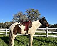 tennessee-walking-horse-for-sale