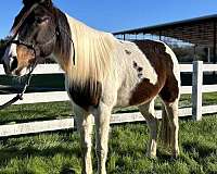 tennessee-walking-gelding