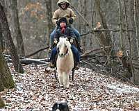 pleasure-driving-pony