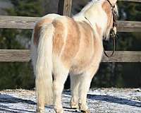 palomino-kid-safe-pony