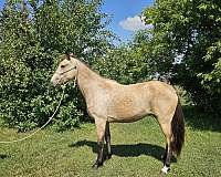 double-registered-gaited-tennessee-walking-horse