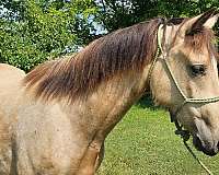 buckskin-double-registered-gaited-horse