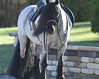 blue-roan-eventing-pony