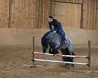 blue-roan-therapy-pony