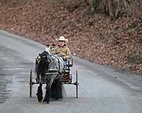 driving-gypsy-vanner-pony