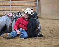 eventing-gypsy-vanner-pony