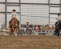 hunter-jumper-gypsy-vanner-pony