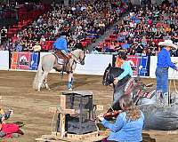 lesson-gypsy-vanner-pony