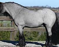 parade-gypsy-vanner-pony