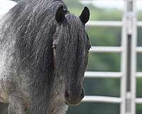 pleasure-driving-gypsy-vanner-pony