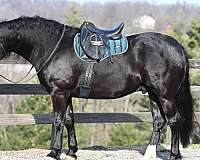 beginner-friesian-horse