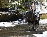 dressage-friesian-horse