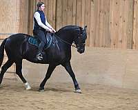 equitation-friesian-horse