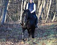 field-hunter-friesian-horse