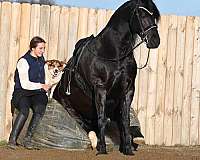 husband-safe-friesian-horse