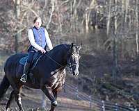 jumping-friesian-horse