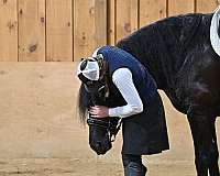 lesson-friesian-horse