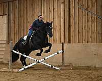 kid-safe-friesian-horse