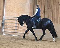 trail-riding-friesian-horse