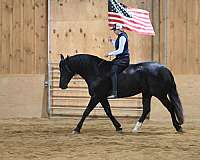 playday-friesian-horse