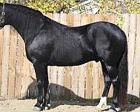 trail-class-competition-friesian-horse