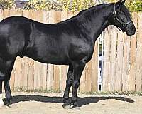 working-equitation-friesian-horse