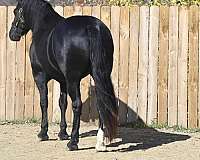 black-friesian-gelding